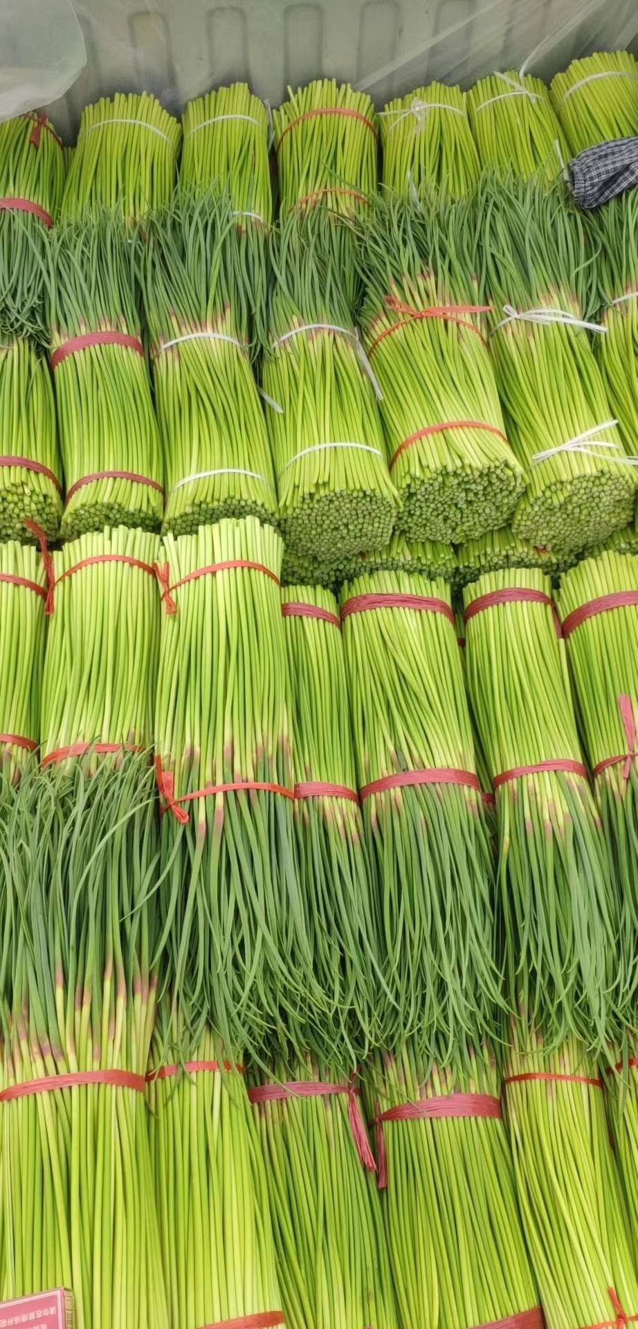 蒜苔最新批发价格行情分析