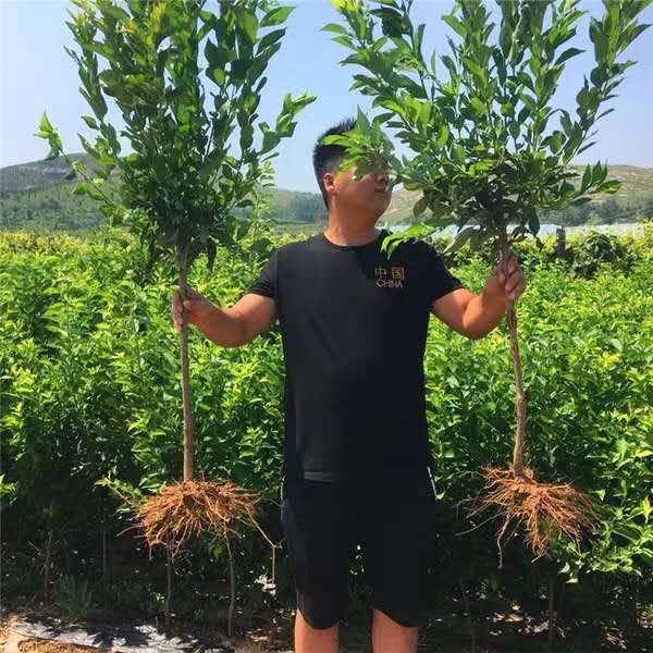 三华李苗价格,从树苗到成功的励志之旅