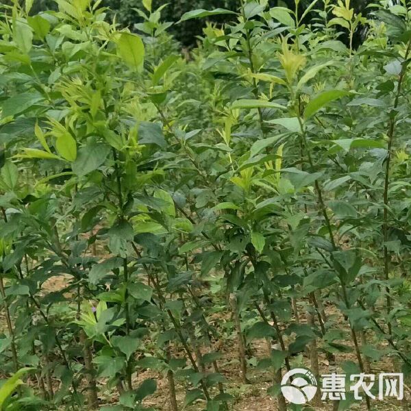 三华李苗价格,从树苗到成功的励志之旅