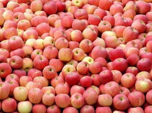 富士苹果价格行情,小巷深处的苹果风味奇遇