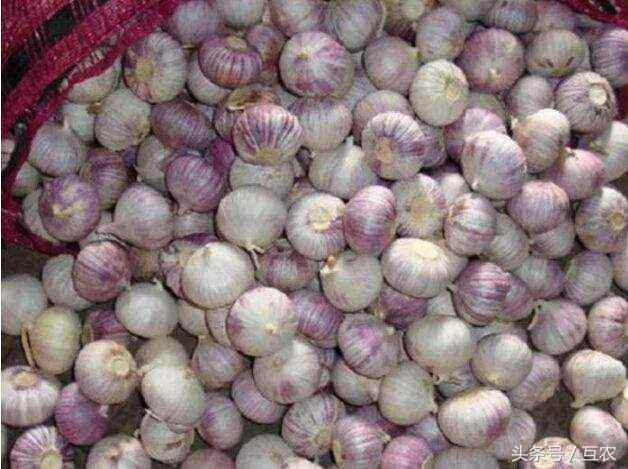 杞县大蒜最新市场价格探析