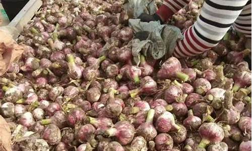 杞县大蒜最新市场价格探析
