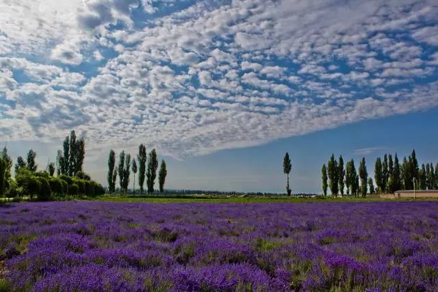 伊宁最新疫,一场自然美景的探索之旅,重拾内心的平和