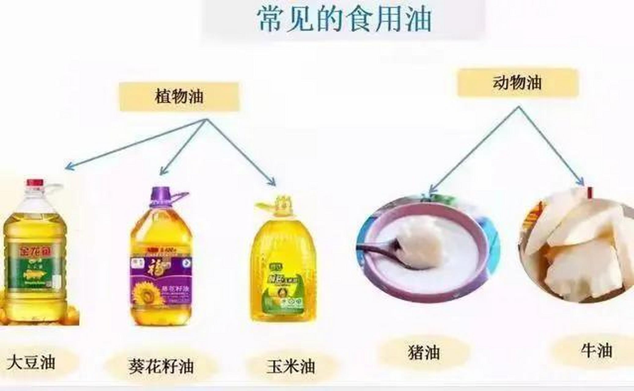 动物油收购价格的奇妙旅程