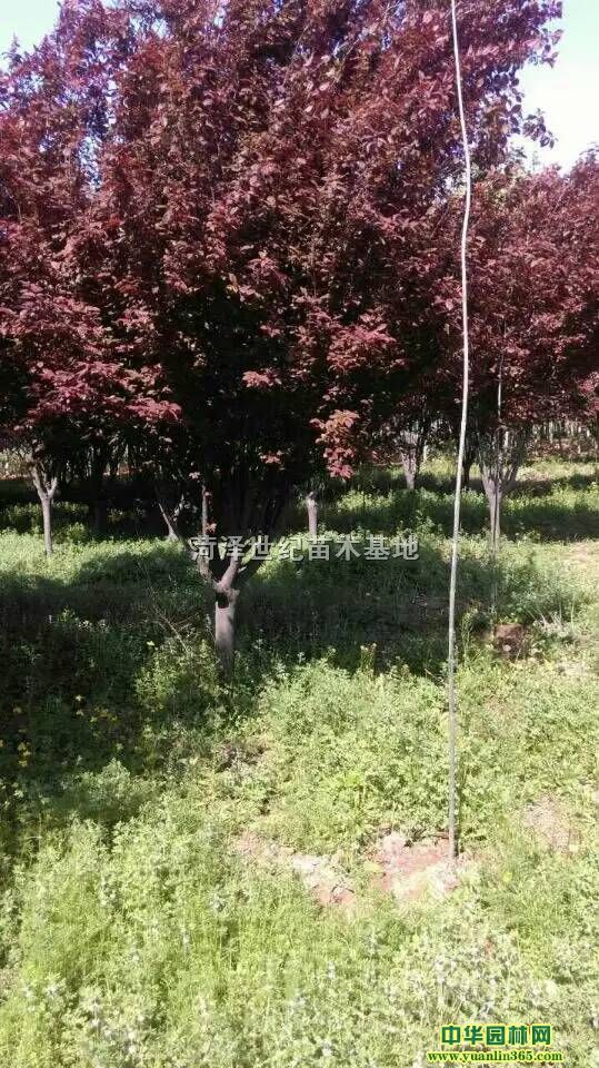 红叶李行情,市场走势分析及其观点阐述