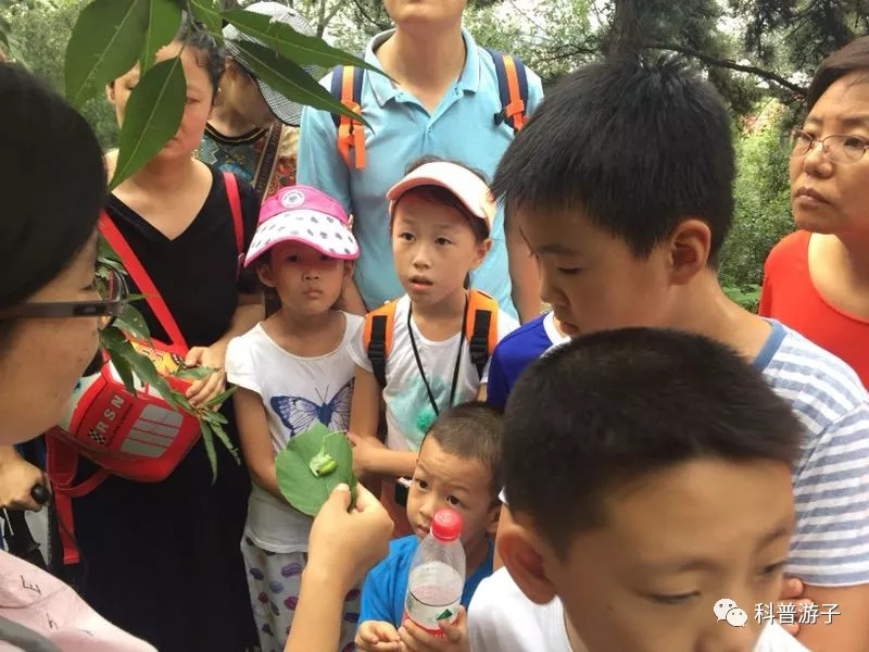 蝉动态,一场自然之旅的心灵探寻