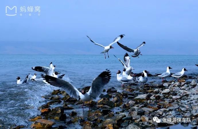 欧迪新款发布,与大自然共舞,开启内心的平静之旅