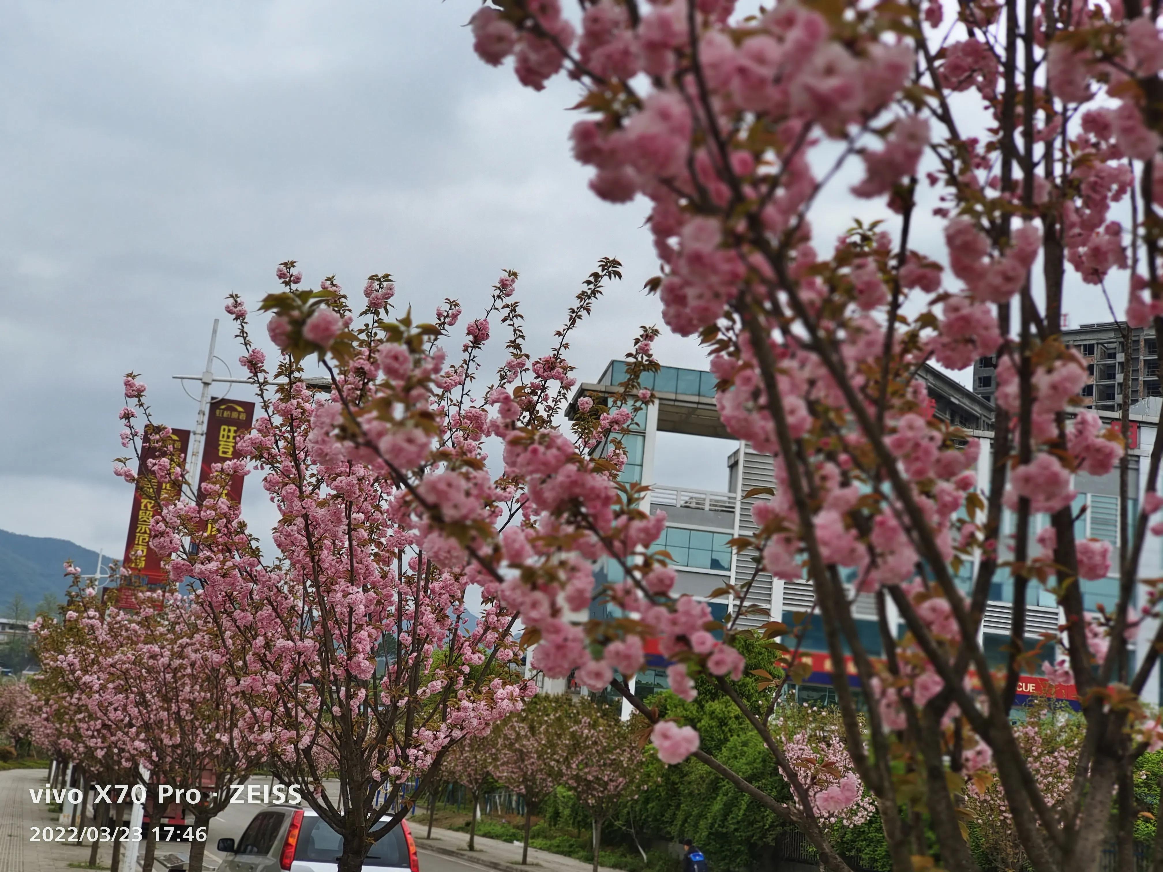 🌸樱花最新资讯🌸