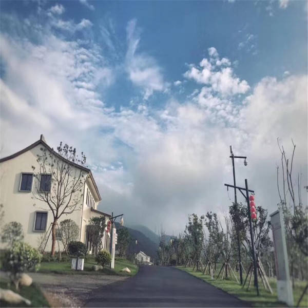 云木香价格行情深度解析