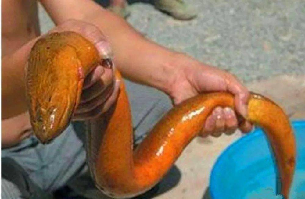 最新捕捞黄鳝,透视其利弊与我们的选择