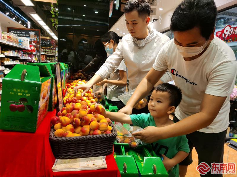 红梅的上市季节与品种解析