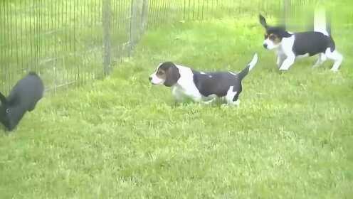 2017年度热门犬兔追逐视频,犬兔之间的速度与激情