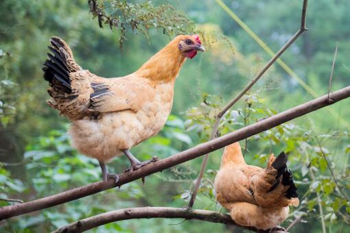麻鸡今日行情,一只鸡的成长故事与你的励志之旅