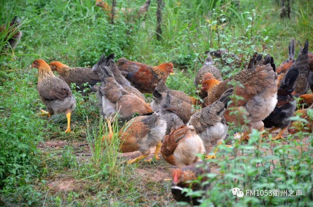麻鸡今日行情,一只鸡的成长故事与你的励志之旅