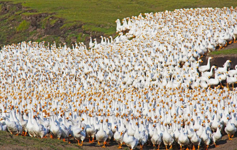 大鹅价格动态,鹅群中的温情故事