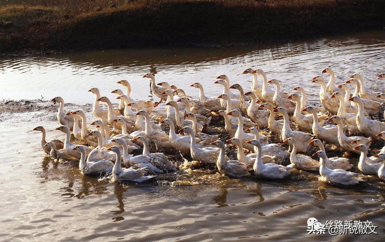 大鹅价格动态,鹅群中的温情故事