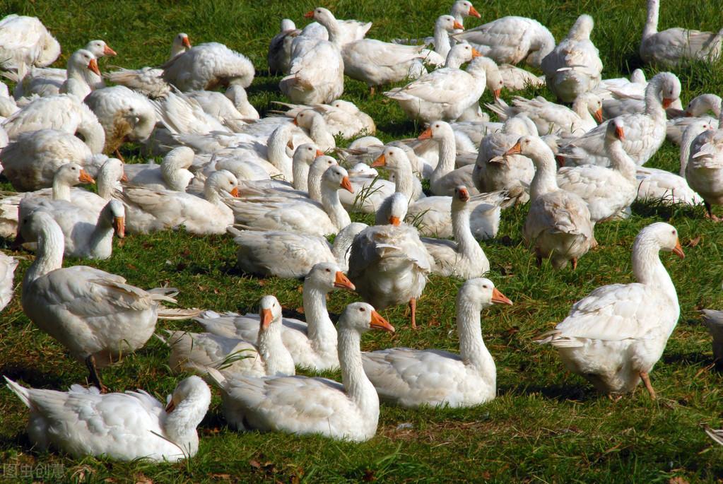 大鹅价格动态,鹅群中的温情故事