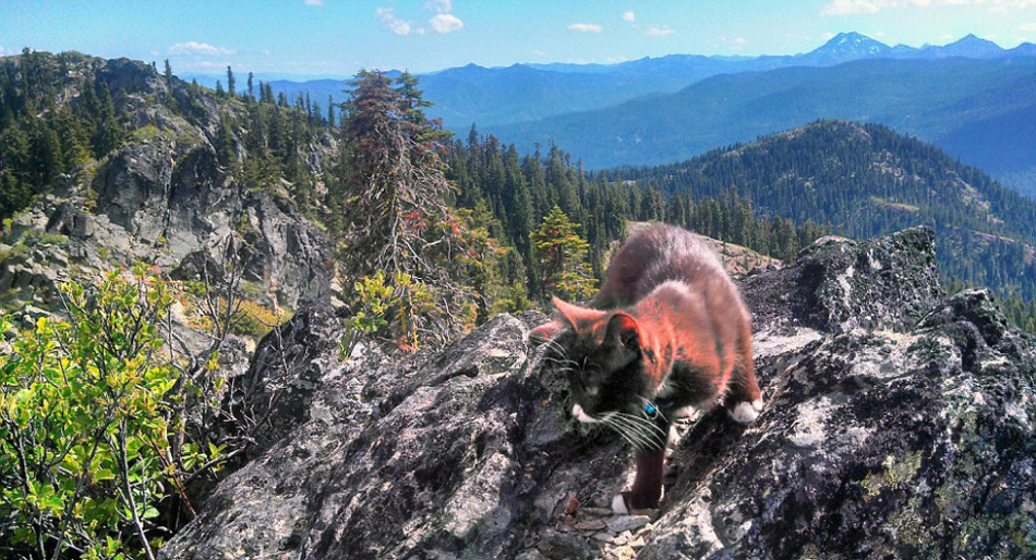 老猫的演员,一场自然美景的探险之旅