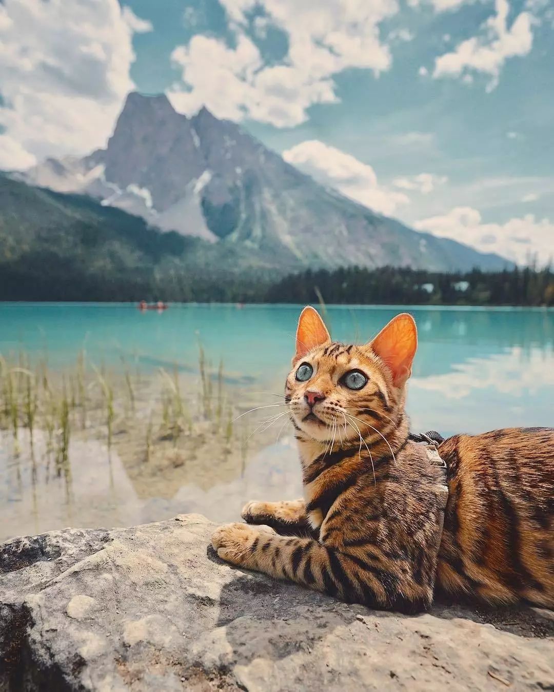 老猫的演员,一场自然美景的探险之旅