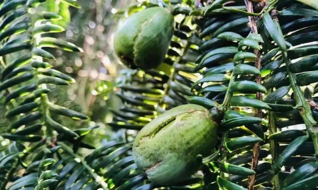 香榧的上市时刻,历史背景与重要地位