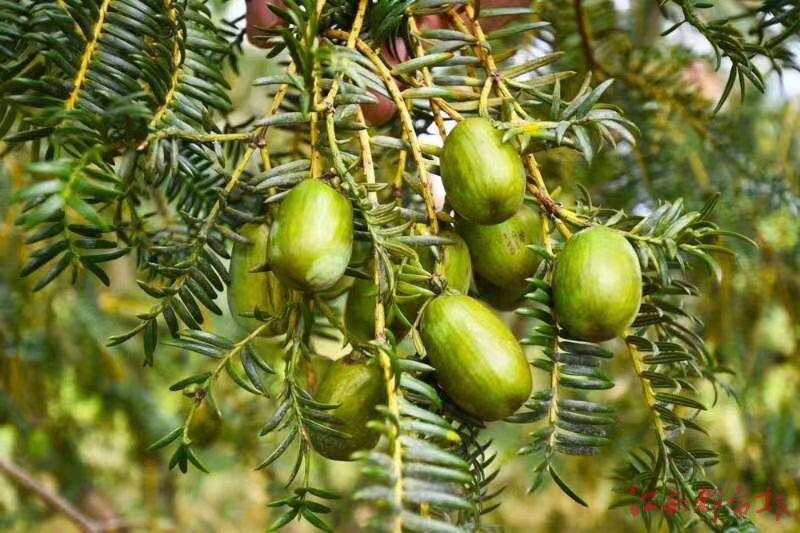 香榧的上市时刻,历史背景与重要地位