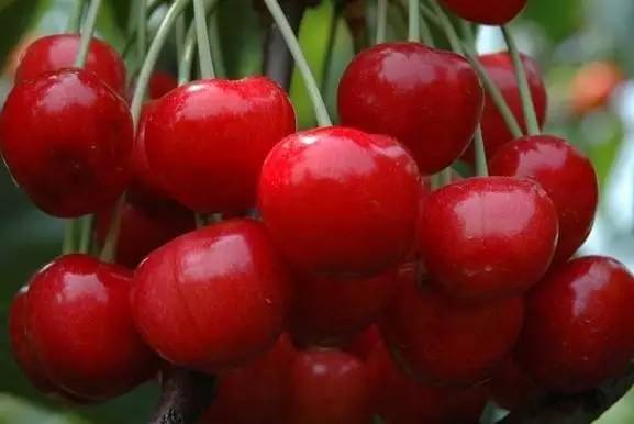 大樱桃品种盘点——科技与生活共舞的前卫盛宴