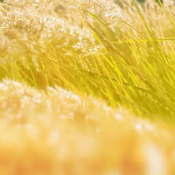 你是我的小确幸最新篇——如何完成某项任务或学习某种技能的步骤指南