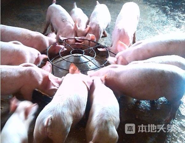 山东生猪最新价格,巷弄深处的美味秘境