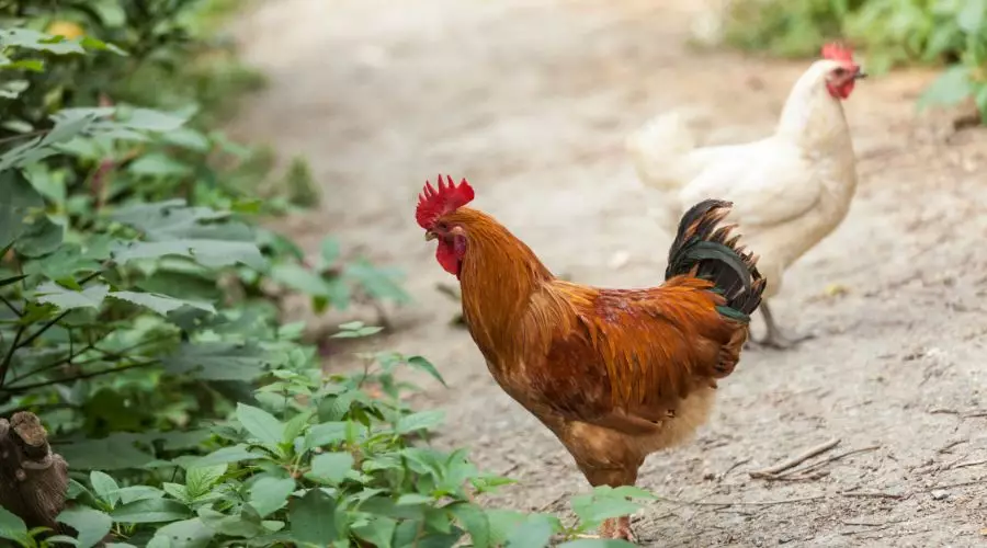 山东生猪最新价格,巷弄深处的美味秘境