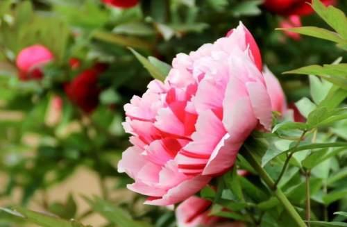 泥土清香最新片段制作步骤指南