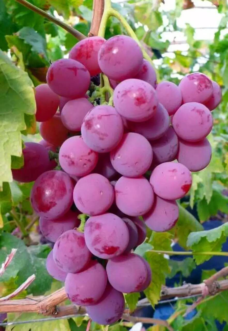 明星的葡萄,一种文化现象的深度解读