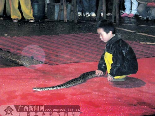 巨蟒少年最新动态,小巷中的独特风味探秘