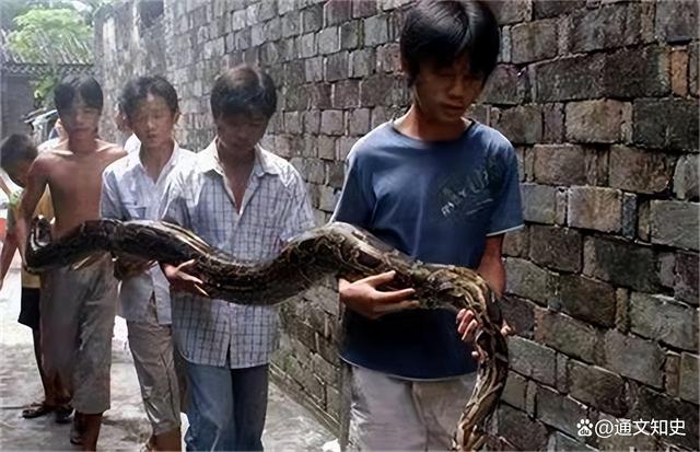 巨蟒少年最新动态,小巷中的独特风味探秘