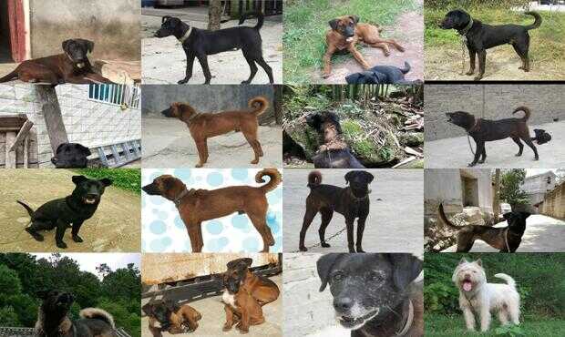 最新青川犬出售信息,购买指南与步骤详解