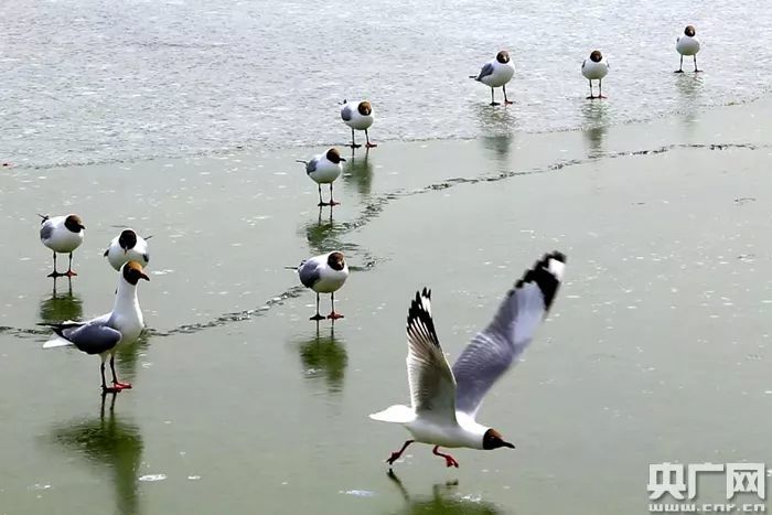 最新鸭子售价,一场与自然美景共舞的心灵之旅