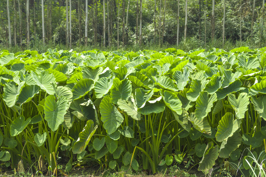 芋头高效种植新法,科技的力量,芋田的革命