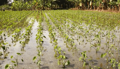 芋头高效种植新法,科技的力量,芋田的革命