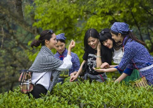 重庆南岸茶园动态更新——科技与生活共舞的新纪元