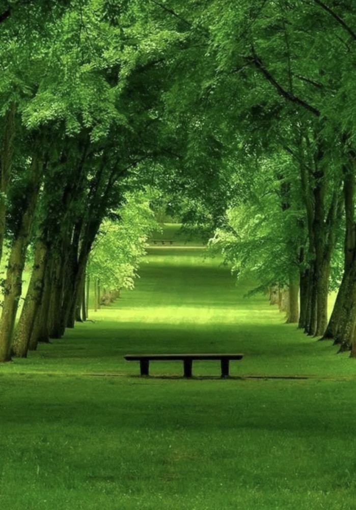 新型抗蝗技术,小巷深处的绿色守护者