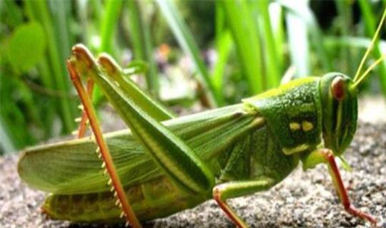 最新疫情蝗虫,全球关注的生态挑战