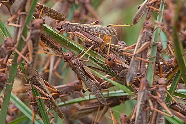最新疫情蝗虫,全球关注的生态挑战