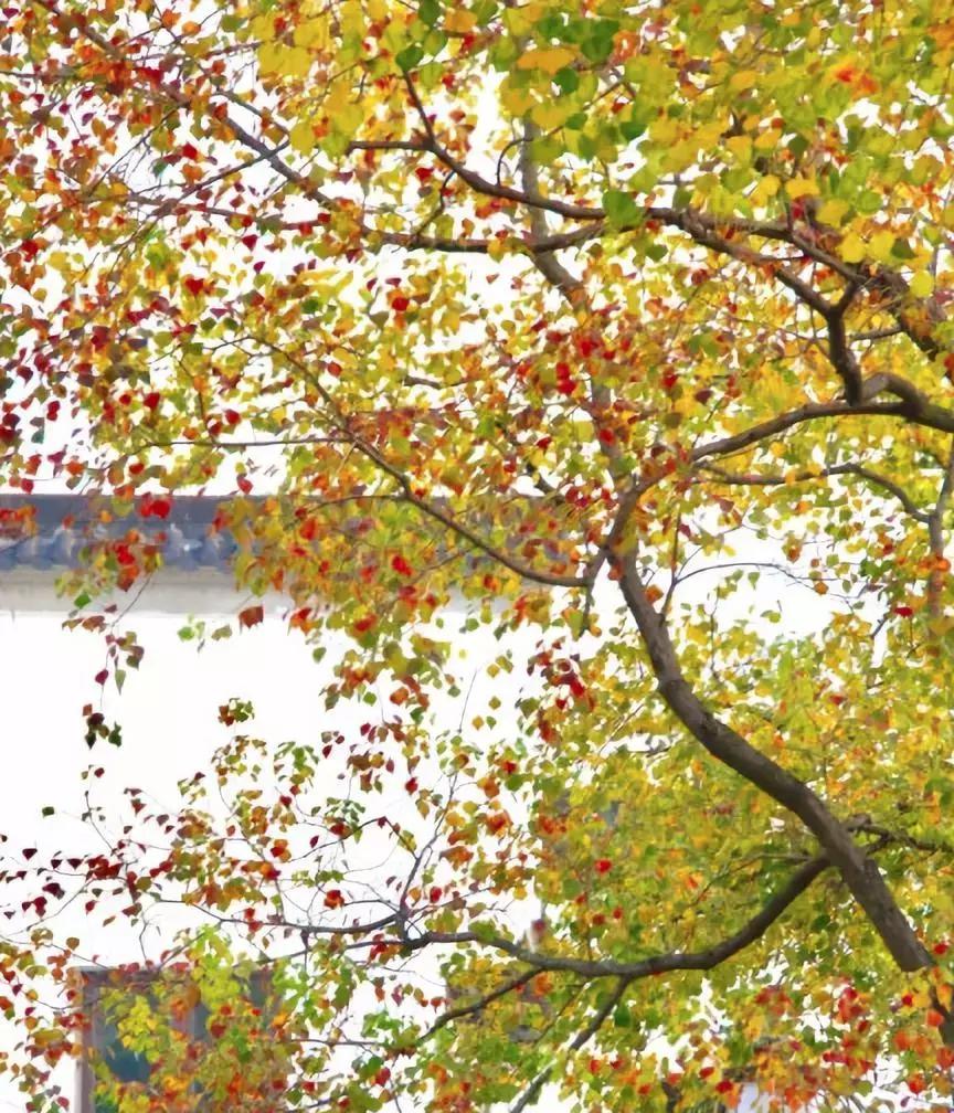 巷弄深处的爱情故事,一部父母爱情电视剧背后的特色小店