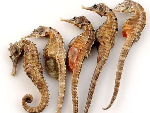 海马的价格多少钱一斤?