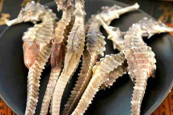 海马的价格多少钱一斤?