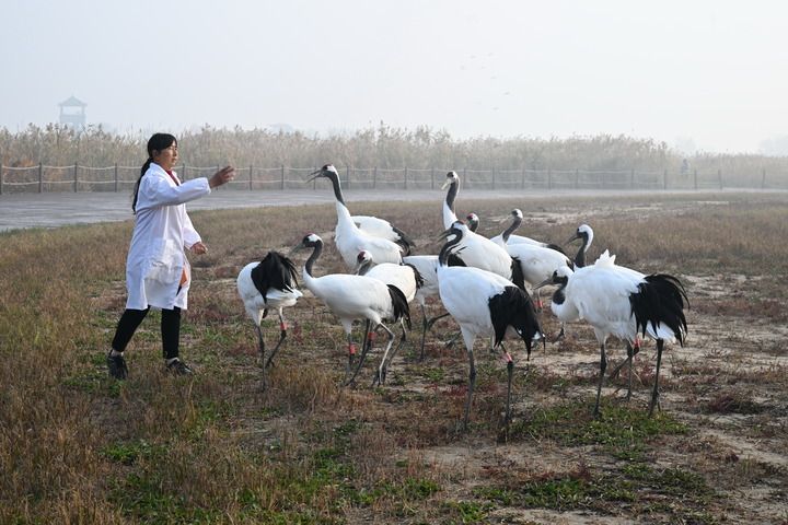格力犬诺里斯最新繁育信息,一场探索自然美景的旅行邀请