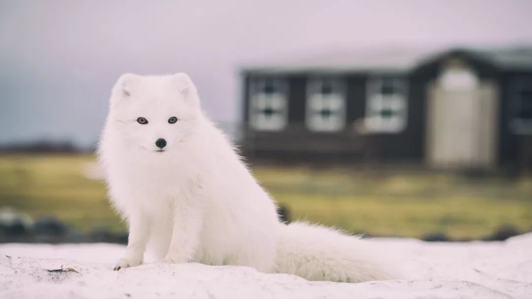 白狐最新翻唱,科技与生活的完美融合,体验前沿科技魅力