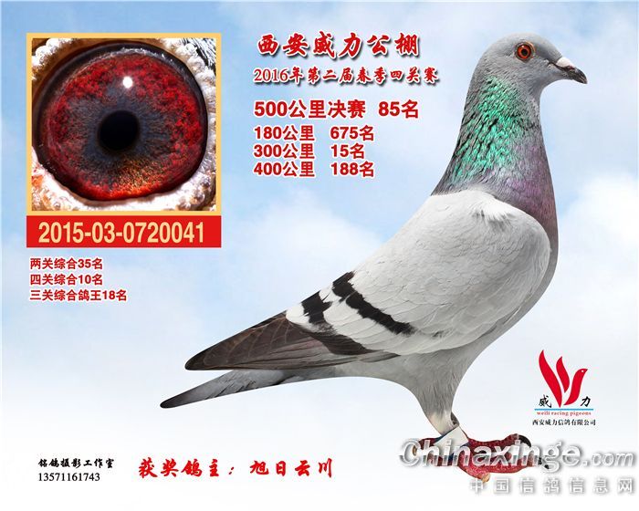 东信赛鸽公棚最新通知——友情与飞翔的温馨故事