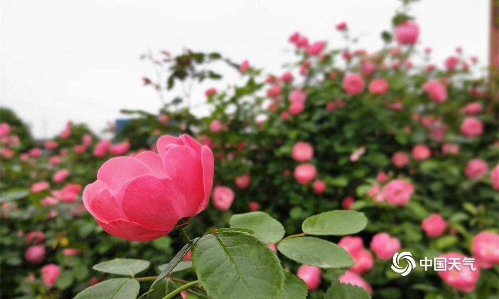 德江县复兴镇最新动态🌱✨