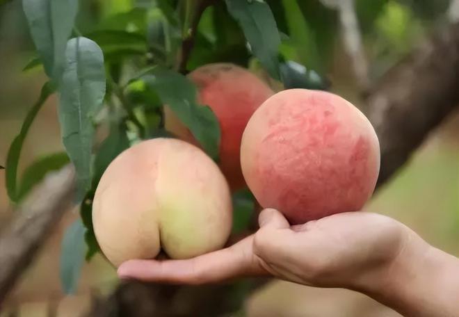 桃子卖没了最新作品,创意与市场的完美结合