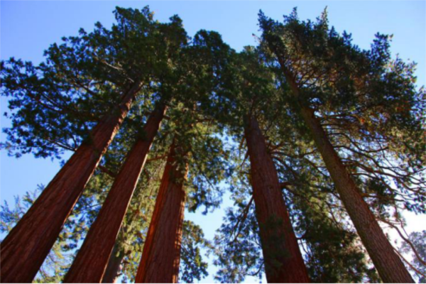 红橡木行情,一棵树的成长与你的励志人生